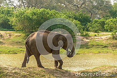 Sri Lanka: wild elephant in drinking place, Yala National Park Stock Photo