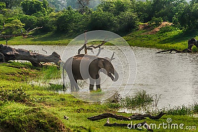 Sri Lanka: wild elephant in drinking place, Yala National Park Stock Photo