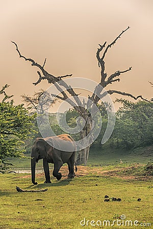Sri Lanka: wild elephant in jungle of Yala National Park Stock Photo