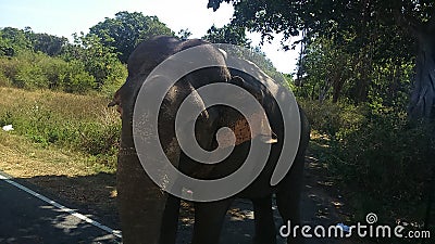 Sri Lanka Wild Elephant Stock Photo