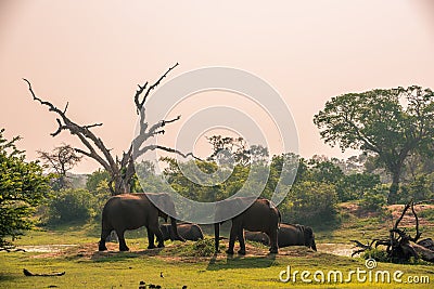 Sri Lanka: wild elephants in Yala National Park Stock Photo