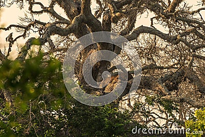 Sri Lanka: wild leopard on tree in Yala National Park Stock Photo