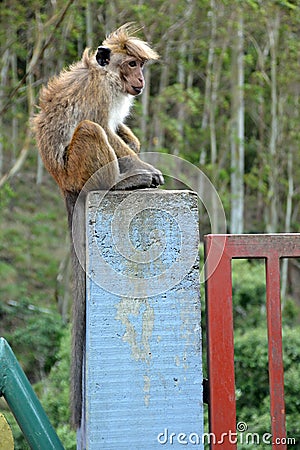 Sri Lanka, animal, mammal, wildlife, monkey Editorial Stock Photo