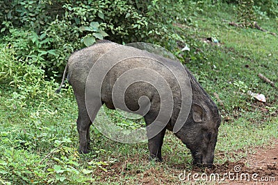 Sri Lanka wild pig Stock Photo