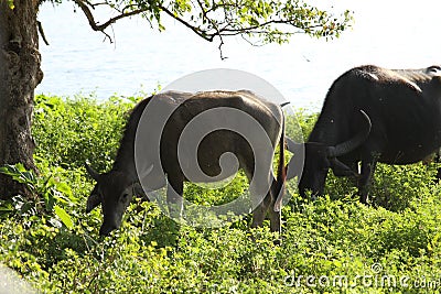 Sri Lanka wild pigcow Stock Photo