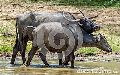 The Sri Lanka wild water buffalo Bubalus arnee migona Stock Photo