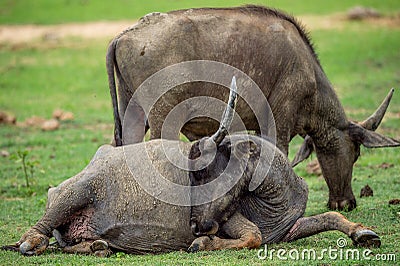 The Sri Lanka wild water buffalo Bubalus arnee migona. Stock Photo