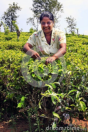 Sri Lanka woman collects tea leaves Editorial Stock Photo