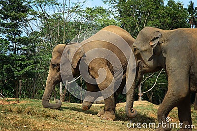 Sri Lanka: Wounded elephant Stock Photo