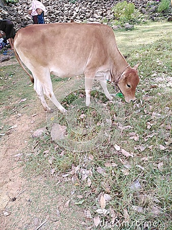 Sri Lankan cattle eating grass near a meadow of Basawakkulama ancient tank Anuradhapura Stock Photo