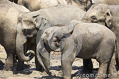 Sri Lankan Elephants Stock Photo
