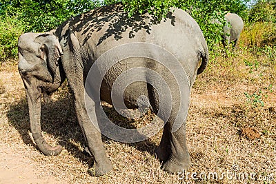 Sri Lankan elephants Elephas maximus maximus in Udawalawe National Park, Sri Lan Stock Photo