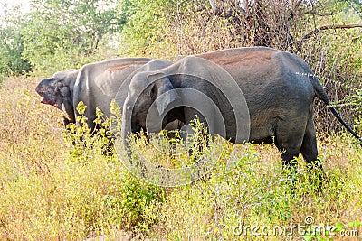 Sri Lankan elephants Elephas maximus maximus in Uda Walawe National Park, Sri Lan Stock Photo