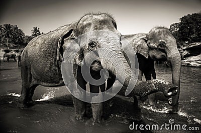 Sri Lankan Elephants Looking Standing Concept Stock Photo