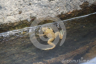 Sri lankan frogs Stock Photo