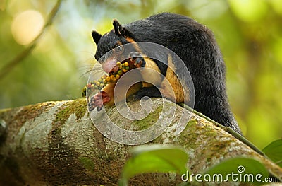 Sri Lankan Giant Squirrel, Ratufa macroura Stock Photo