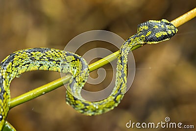 Sri Lankan Green Pit Viper, Sinharaja National Park Rain Forest, Sri Lanka Stock Photo