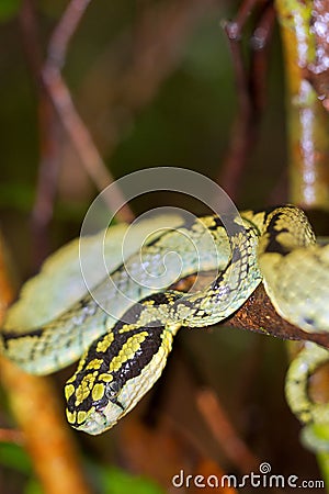 Sri Lankan Green Pit Viper,Sinharaja National Park Rain Forest, Sri Lanka Stock Photo