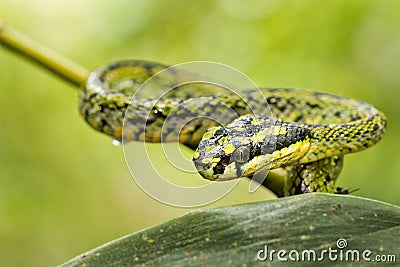 Sri Lankan Green Pit Viper, Sinharaja National Park Rain Forest, Sri Lanka Stock Photo