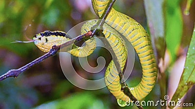 Sri Lankan Green Pit Viper Stock Photo