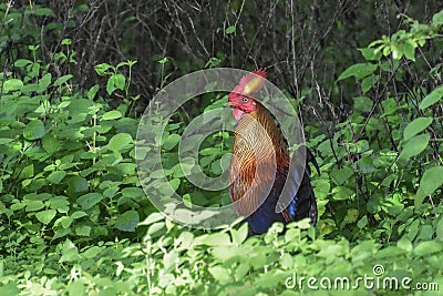 Sri Lankan Jungle fowl looking aggressive Stock Photo