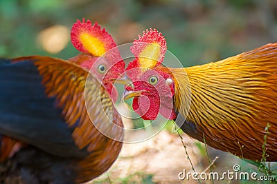 Sri Lankan Jungle Fowl Stock Photo