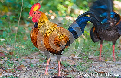 Sri Lankan Jungle Fowl Stock Photo