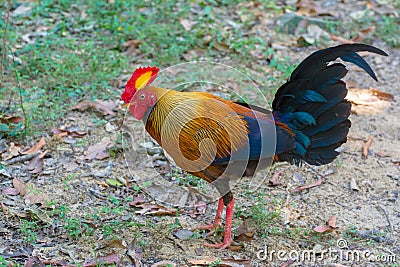 Sri Lankan Jungle Fowl Stock Photo