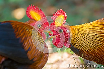 Sri Lankan Jungle Fowl Stock Photo