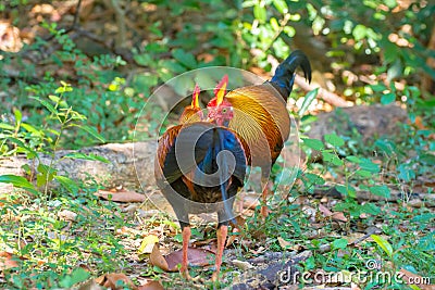 Sri Lankan Jungle Fowl Stock Photo