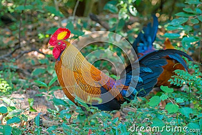 Sri Lankan Jungle Fowl Stock Photo