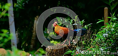 Sri Lankan jungle fowl photograph, Beautiful male jungle fowl stand on a tree log and watchful of the surroundings, Endemic and Stock Photo