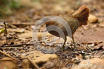 The Sri Lankan junglefowl Gallus lafayettii, also known as the Ceylon junglefowl, female Stock Photo