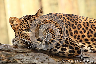 Sri lankan leopard Stock Photo