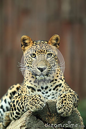 Sri lankan leopard Stock Photo