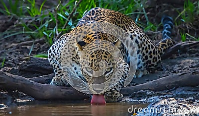 Sri Lankan leopard drinking water at the pond Stock Photo