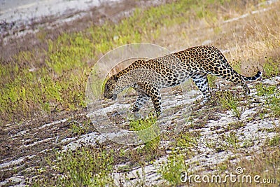 Sri Lankan Leopard, Kotiya, Chiruththai, Panthera pardus kotiya, Wilpattu National Park Stock Photo