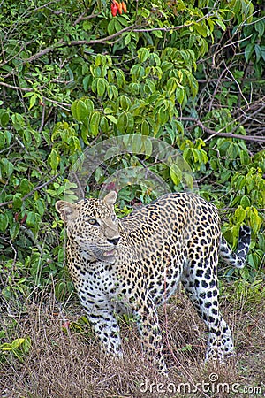 Sri Lankan Leopard, Kotiya, Chiruththai, Wilpattu National Park, Sri Lanka Stock Photo