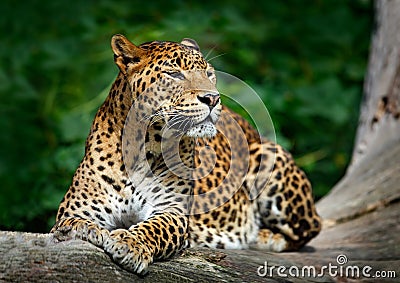 Sri Lankan leopard, Panthera pardus kotiya, Big spotted cat lying on the tree in the nature habitat, Yala national park, Sri Lanka Stock Photo