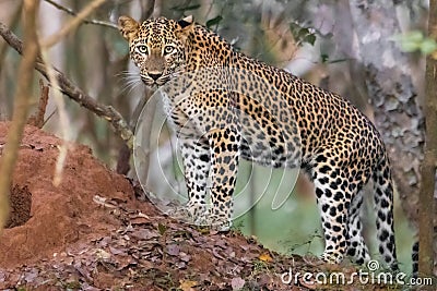 Leopard in Sri Lanka Stock Photo