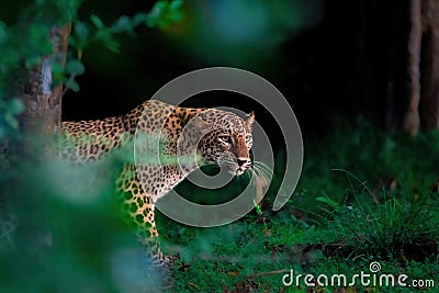 Leopard in Sri Lanka Stock Photo