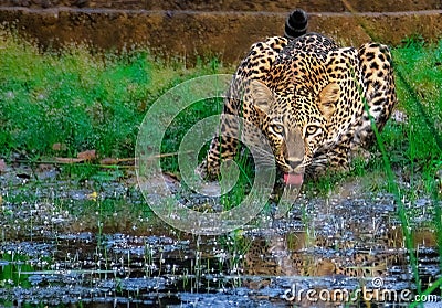 Leopard in Sri Lanka Stock Photo