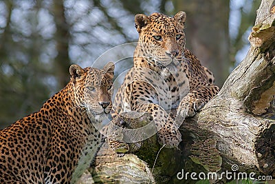 Sri Lankan leopards. Beautiful big cat animal or safari wildlife Stock Photo