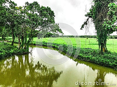 Sri Lankan paddy field at day time Stock Photo