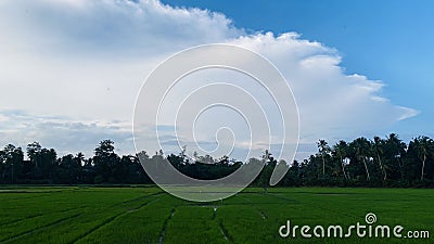Sri Lankan Paddy Field View Stock Photo