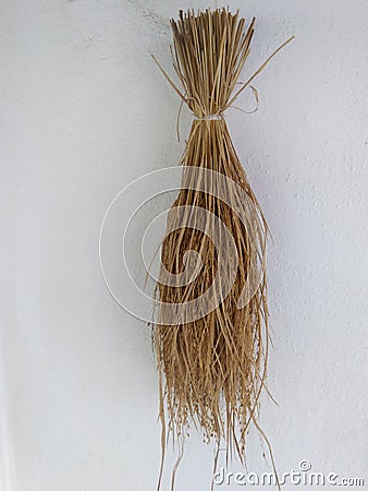 sri lankan paddy photo Stock Photo