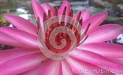 Sri lankan red lotus flower Stock Photo