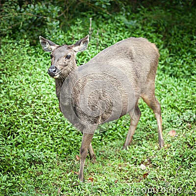 Sri Lankan sambar deer female Stock Photo
