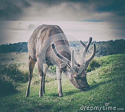 Sri Lankan sambar deer male Stock Photo