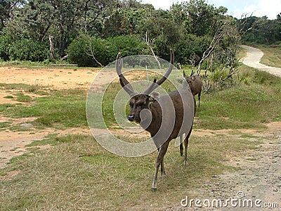 Sri Lankan sambar deer occur in large herds Stock Photo